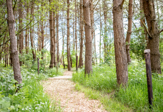 Sentier forestier à Landgoed Lindehof – Natuur Lodges Friesland, idéal pour glamping et détente nature.