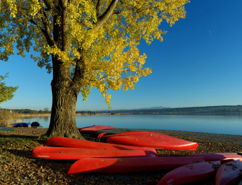 Rote Kanus liegen am Ufer des Bodensees unter einem gelben Baum nahe Camping Hegne - Luxus-Pods.