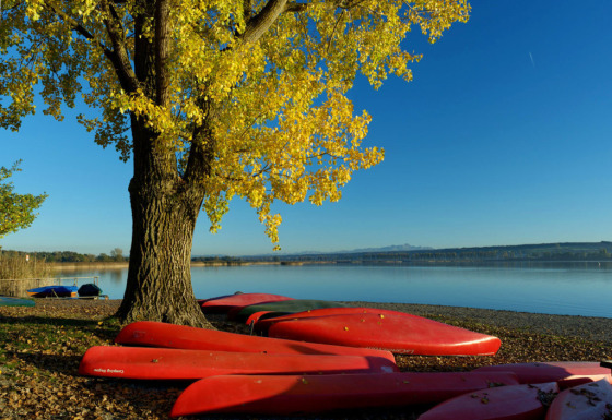 Rote Kanus liegen am Ufer des Bodensees unter einem gelben Baum nahe Camping Hegne - Luxus-Pods.