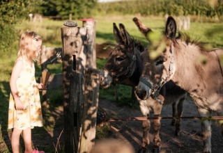 Young girl in a yellow dress feeds two donkeys at a wooden fence at Glamping de Bosweide, Noord-Brabant.