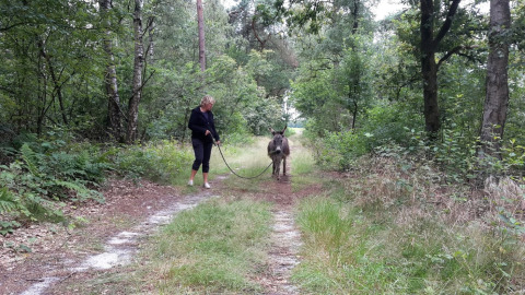 Una persona pasea un burro por un sendero boscoso cerca de Glamping de Bosweide en Noord-Brabant, Países Bajos.