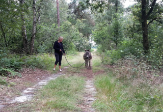 En person går med et æsel i en grøn skovsti nær Glamping de Bosweide i Noord-Brabant, Holland.