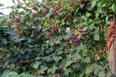 Blackberry bushes near Glamping de Bosweide - Lodgetenten and safaritenten, a camping site in Noord-Brabant.