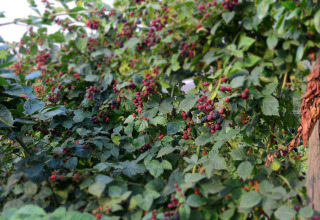 Arbustos de moras cerca de Glamping de Bosweide - Lodgetenten y safaritenten, en Noord-Brabant.