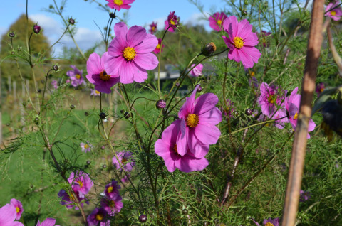 Roze wilde bloemen bij Glamping de Bosweide, lodgetenten en safaritenten in Noord-Brabant, Nederland.