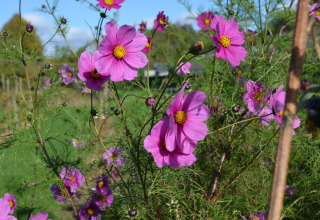 Fleurs sauvages roses à Glamping de Bosweide, lodges et tentes safari à Noord-Brabant, Pays-Bas.