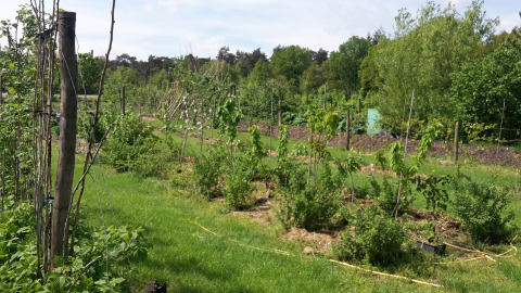 Grünes Gartenbild mit Obstbäumen und Pflanzen nahe Glamping de Bosweide in Noord-Brabant, Niederlande.