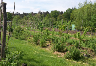 Jardin verdoyant avec arbres fruitiers près du Glamping de Bosweide - Lodgetenten en Noord-Brabant, Pays-Bas.