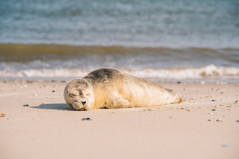 Foca descansando en la playa cerca de Surfana Family Camp Bloemendaal - Glamping Noord-Holland.