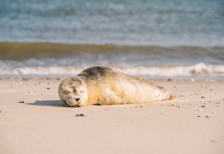 Foca descansando en la playa cerca de Surfana Family Camp Bloemendaal - Glamping Noord-Holland.
