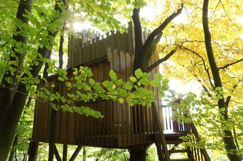 Baumhaushotel Solling - Boomhut Nedersaksen: gezellige boomhut tussen groene en gele bladeren in het bos.