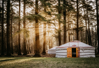 Winterwoods - Yurts Drenthe glampingaccommodatie met traditionele yurts in een zonovergoten bosrijke omgeving.