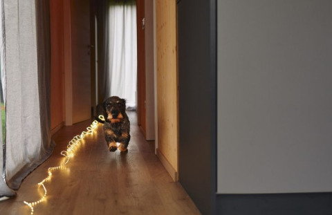 Un chien court dans un couloir avec des guirlandes lumineuses dans un tiny house à Wellnester Camping à Losheim.