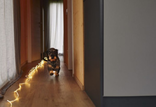 Een hond rent door de gang van een tiny house bij Wellnester Camping bij Losheim am See met lichtsnoer op de vloer.