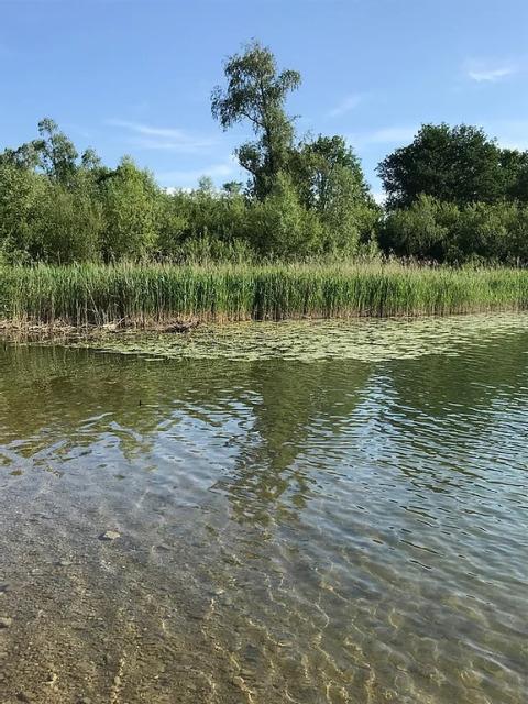 Camping Wallersee - Stacaravans Salzburg: Helder water, riet en groene bomen aan de oever onder een stralende hemel.
