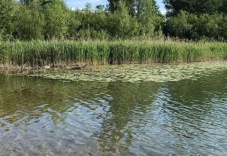 Camping Wallersee - Stacaravans Salzburg: Clear lake water, reeds, and lush green forest under a sunny sky.