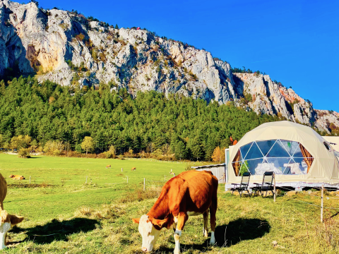 Glamping Hohe Wand - De dome i en grøn dal med køer, skov og klipper i baggrunden under en blå himmel.