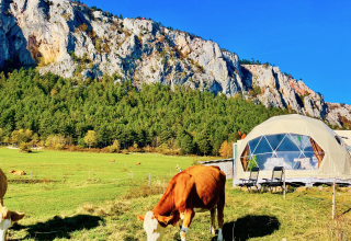 Glamping Hohe Wand - De dome i en grøn dal med køer, skov og klipper i baggrunden under en blå himmel.