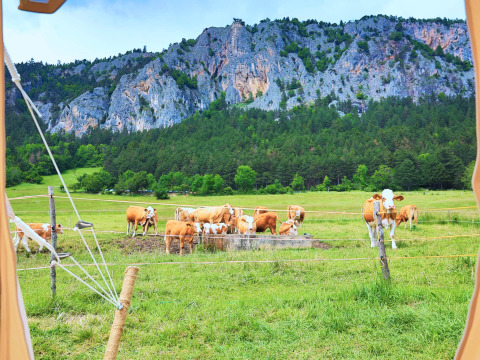 Vista dalla tenda Glamping Hohe Wand su mucche al pascolo in un prato con colline e boschi rocciosi.