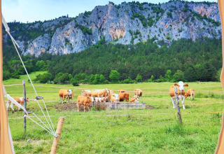 View from Glamping Hohe Wand dome tent of grazing cows in a field with rocky hills and forest behind.
