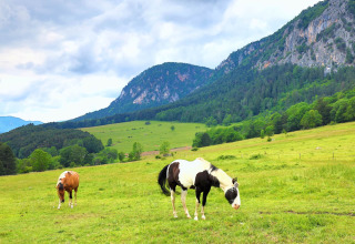 Deux chevaux broutent dans une prairie verte entourée de montagnes près de Glamping Hohe Wand - De dome.