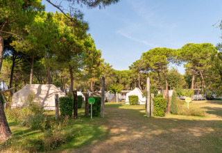 Glamping area with Nordisk Village tents under pine trees at Camping Ca Savio near Venice, Italy.