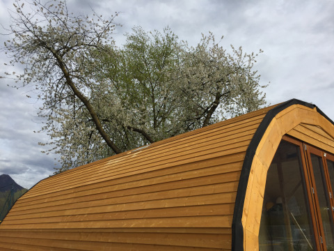 Hébergement glamping Igloo Tube au Campofelice Camping Village près du lac Majeur sous des arbres en fleurs.