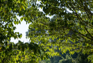Gezin wandelt door groen landschap bij Huttopia Le Moulin - Glamping Ardèche op een zonnige dag.