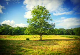 Albero solitario su un prato verde con foresta sullo sfondo a Dihan Evasion - Lodges Bretagne glamping.