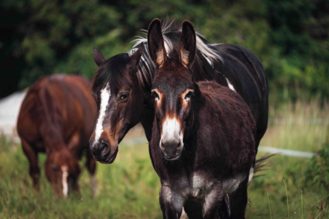 Dos caballos y un burro pastan tranquilamente en un prado cerca de Dihan Evasion - Lodges Bretagne.