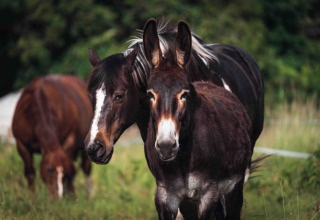 Two horses and a donkey are grazing peacefully in a field near Dihan Evasion - Lodges Bretagne in nature.