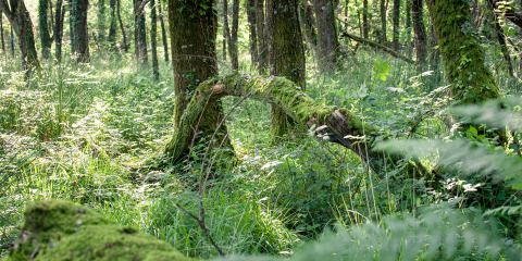 Boslandschap met met mos bedekte bomen en veel groen bij Dihan Evasion - Lodges Bretagne in Bretagne.