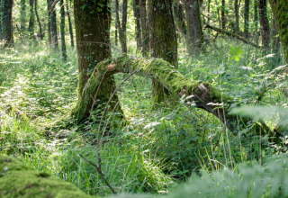 Bosque con árboles cubiertos de musgo y densa vegetación cerca de Dihan Evasion - Lodges Bretagne en Bretaña.