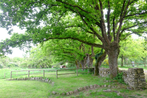 Groene omgeving met bomen, stenen muurtje en houten hek bij Dihan Evasion - Lodges Bretagne, ideaal voor glamping.