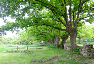 Groene omgeving met bomen, stenen muurtje en houten hek bij Dihan Evasion - Lodges Bretagne, ideaal voor glamping.
