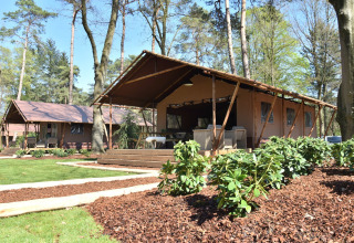 Tentes de glamping au Vakantiepark Ommerland – Safaritenten Overijssel, au milieu des arbres et de la verdure.