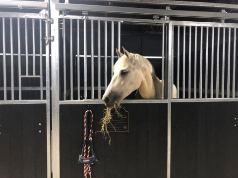 A horse eating hay in a stable at Vakantiepark Ommerland – Safaritenten Overijssel glamping site.