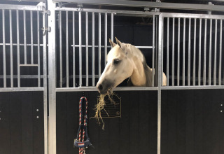 Un cheval mange du foin dans une écurie du Vakantiepark Ommerland – Safaritenten Overijssel camping.
