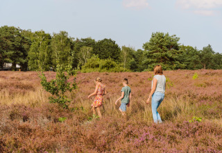 Family exploring blooming heathland near Vakantiepark Ommerland – Safaritenten Overijssel glamping site.