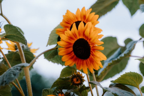 Twee zonnebloemen bloeien volop bij Boszee - Glampingtenten West-Vlaanderen, omgeven door frisgroene bladeren.