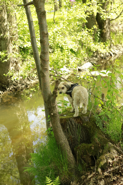 En lille hund med sele står på en træstub ved en flod omgivet af frodig natur i Kano & Kamp Aqua Hema.
