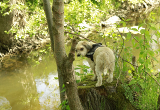 Een kleine hond met tuigje staat op een boomstronk bij de rivier bij Kano & Kamp Aqua Hema- Blokhutten Beieren.