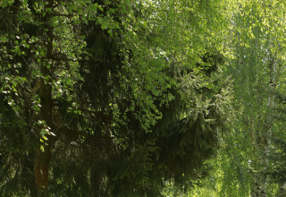Sentier à Kano & Kamp Aqua Hema- Blokhutten Beieren, entouré d’arbres verts et de lumière ensoleillée.