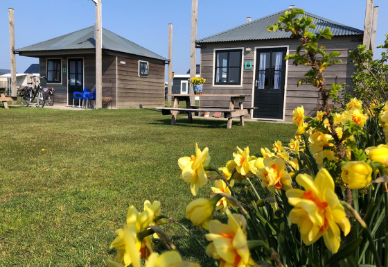 Dos cabañas de madera y flores amarillas en Camping Duinzoomhoeve – Hooiberghut glamping en Holanda Septentrional.