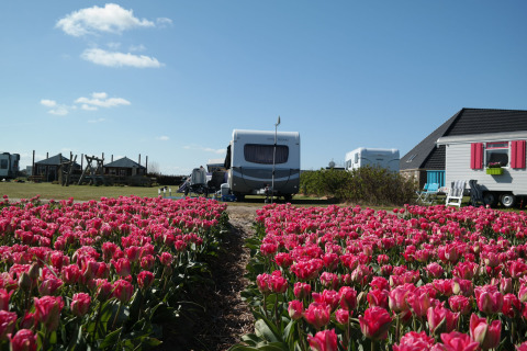 Glamping locatie met kleurrijke roze tulpenvelden, caravans en huisjes onder een heldere blauwe lucht.