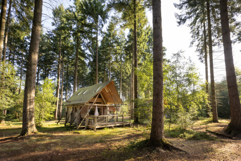 Glamping indkvartering ved Village Huttopia Senonches i Val de Loire, omgivet af høje træer og natur.