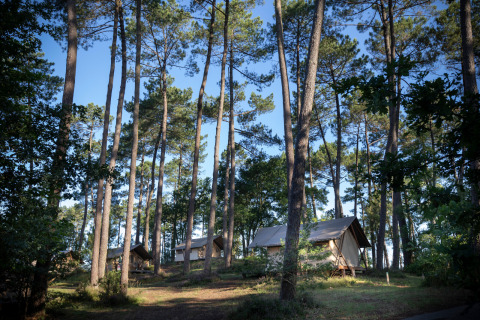 Glampingverblijf bij Huttopia Landes Sud - Glamping Aquitaine met tenten tussen hoge pijnbomen in het bos.