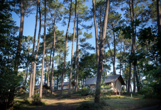 Glamping-Unterkünfte bei Huttopia Landes Sud - Glamping Aquitaine mit Zelten zwischen hohen Bäumen.