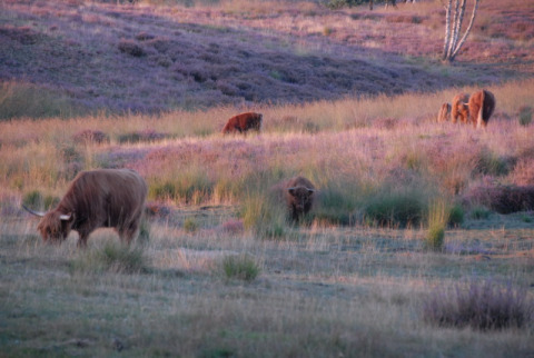 Schotse hooglandrunderen grazen op een kleurrijke weide bij zonsondergang nabij Safaritent Gelderland.