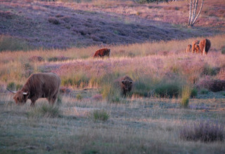 Schotse hooglanders grazen bij zonsondergang op een veld bij Vakantiepark De Oude Molen - Safaritent Gelderland.